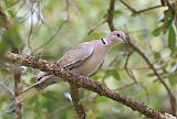 Eurasian Collared-Dove